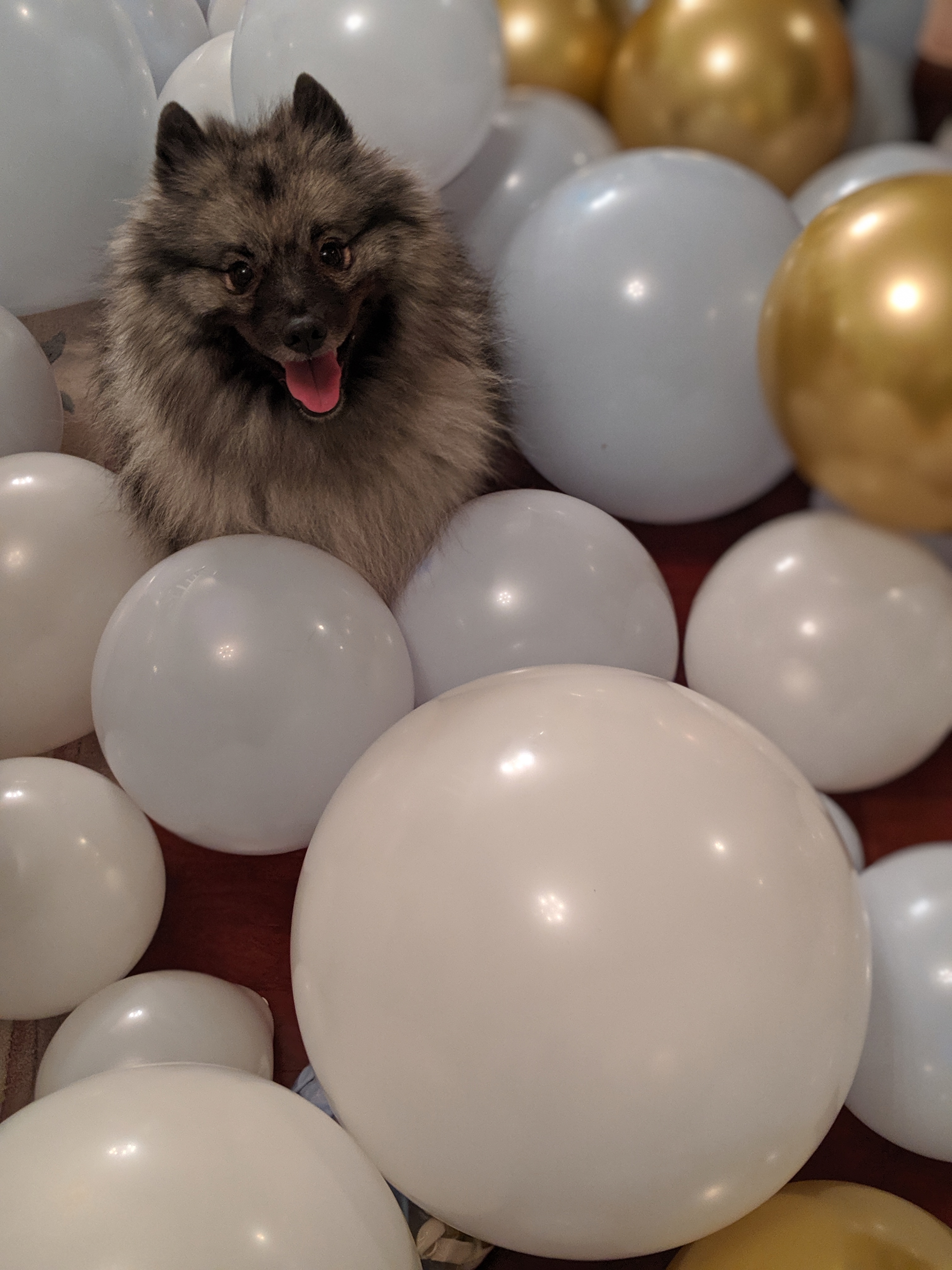 tesla and balloon 3