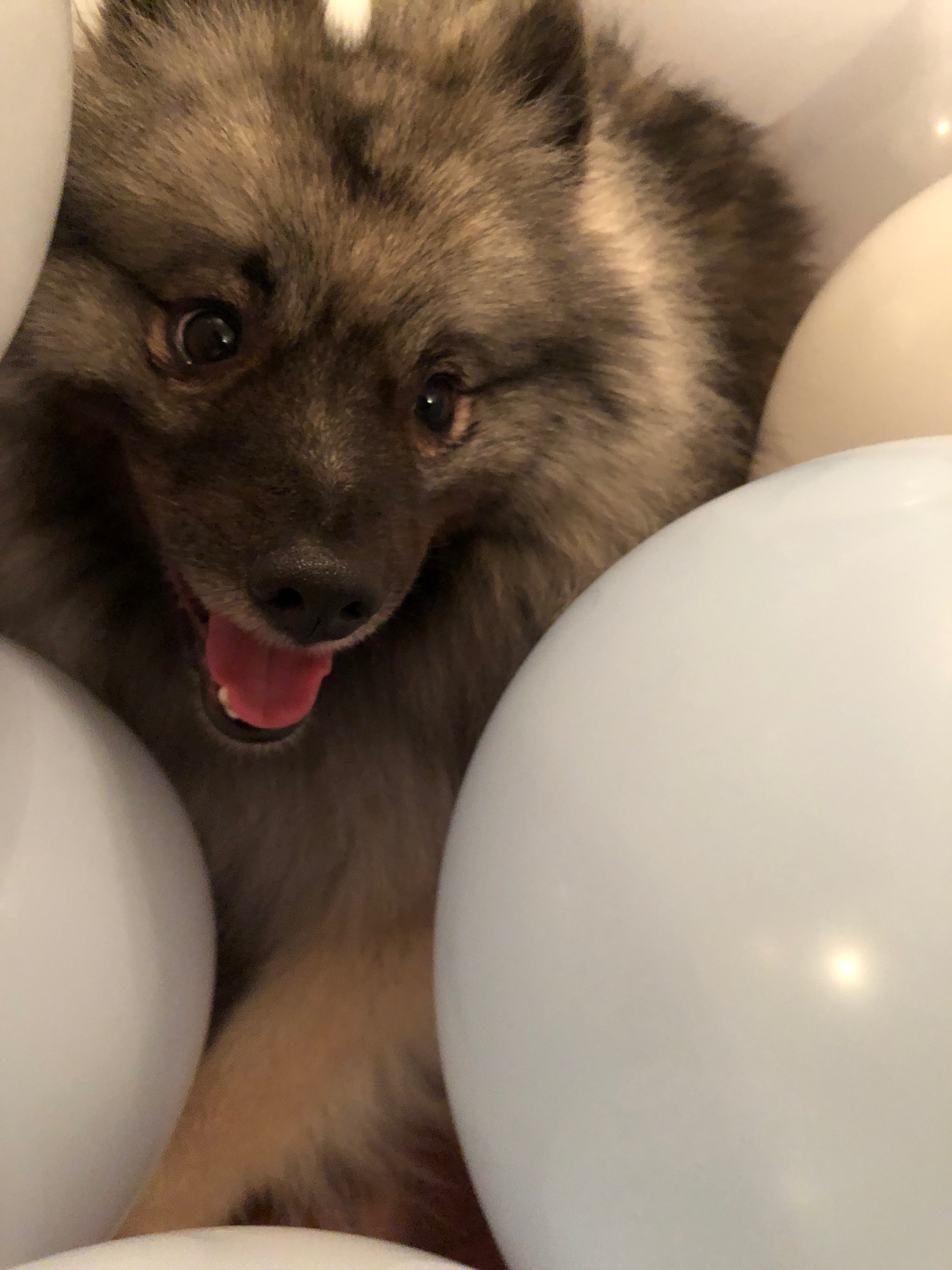 tesla and balloon 4