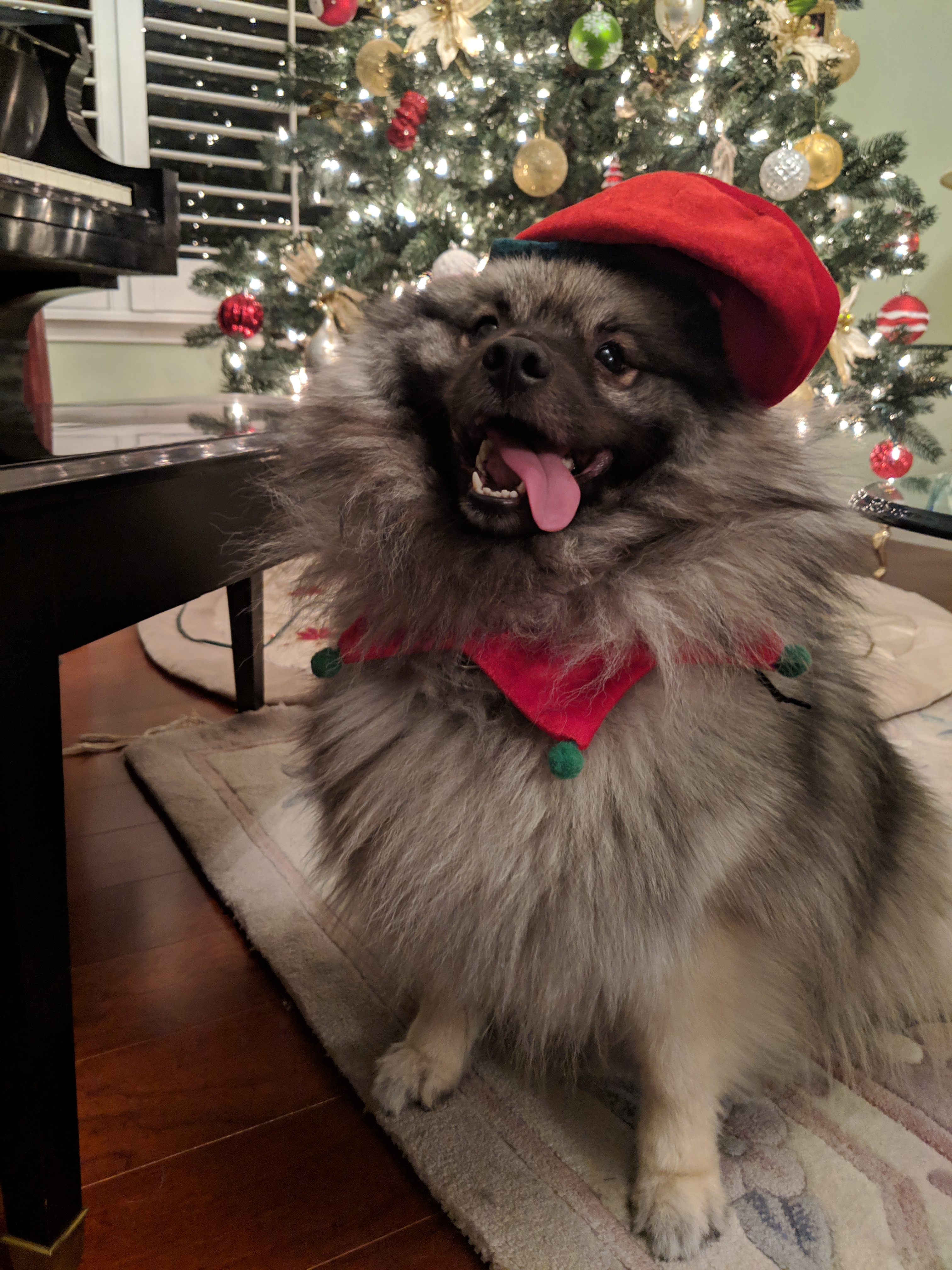 xmas tesla cute with tongue