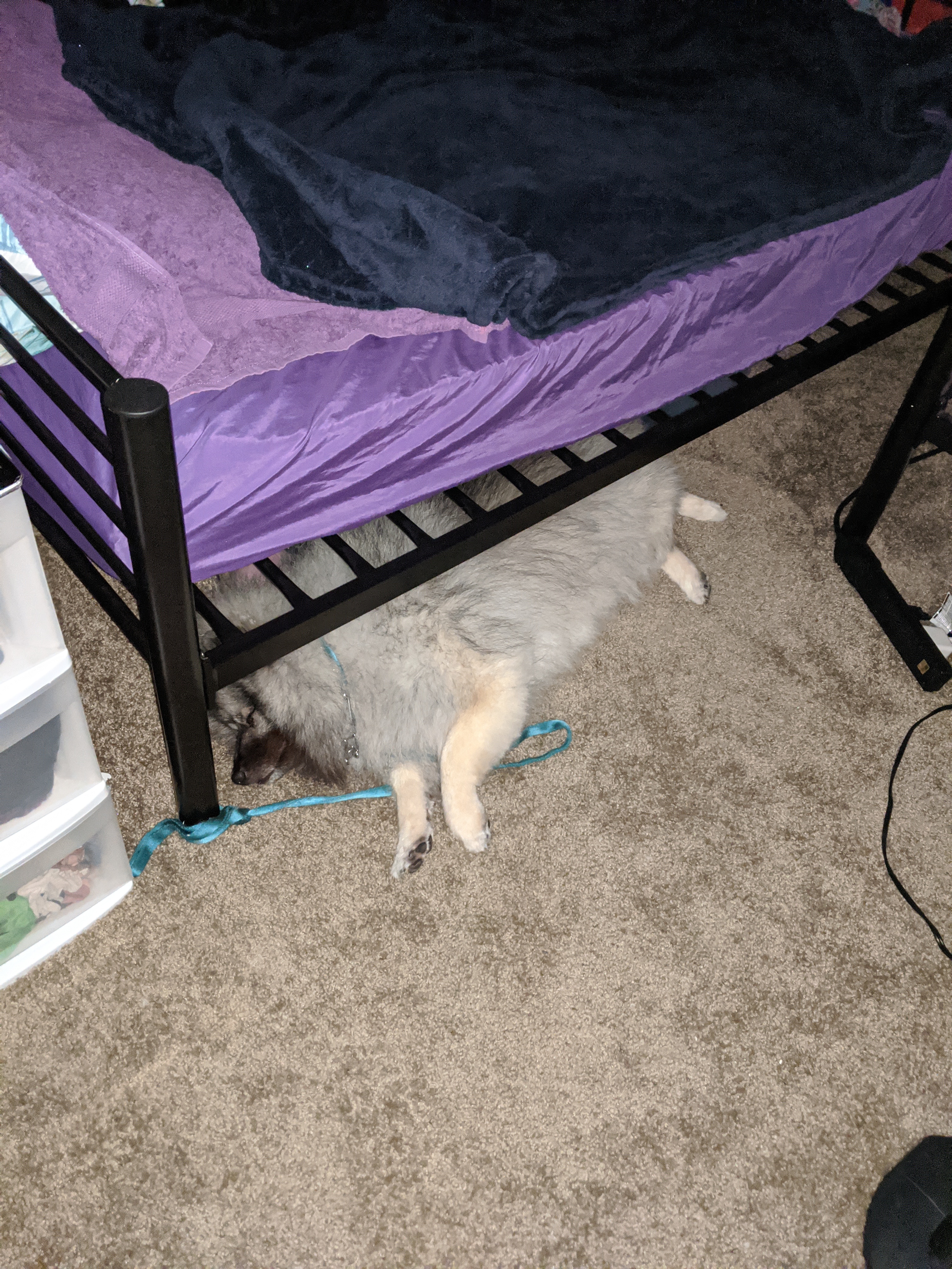 tesla under the bed