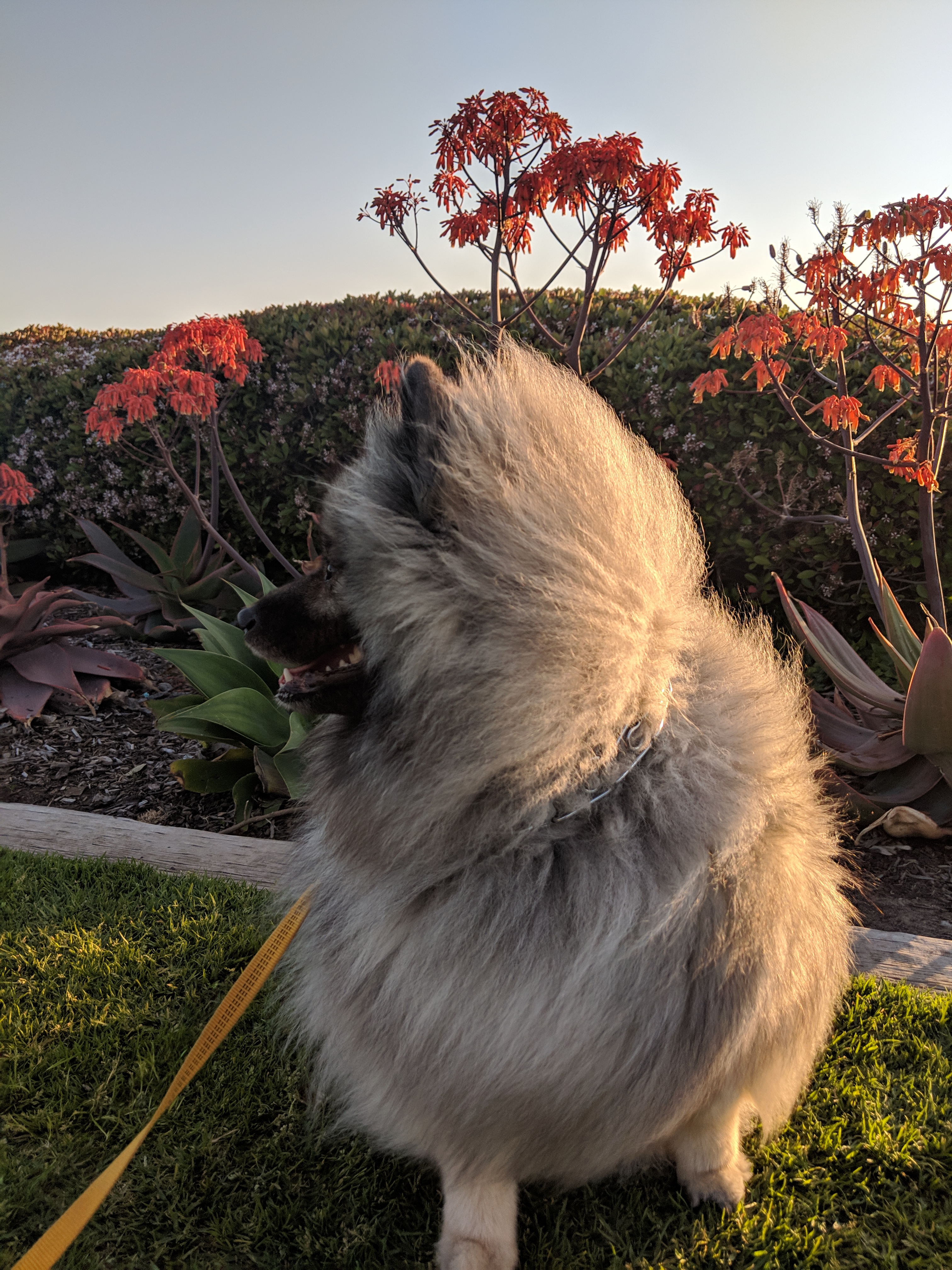 windy tesla