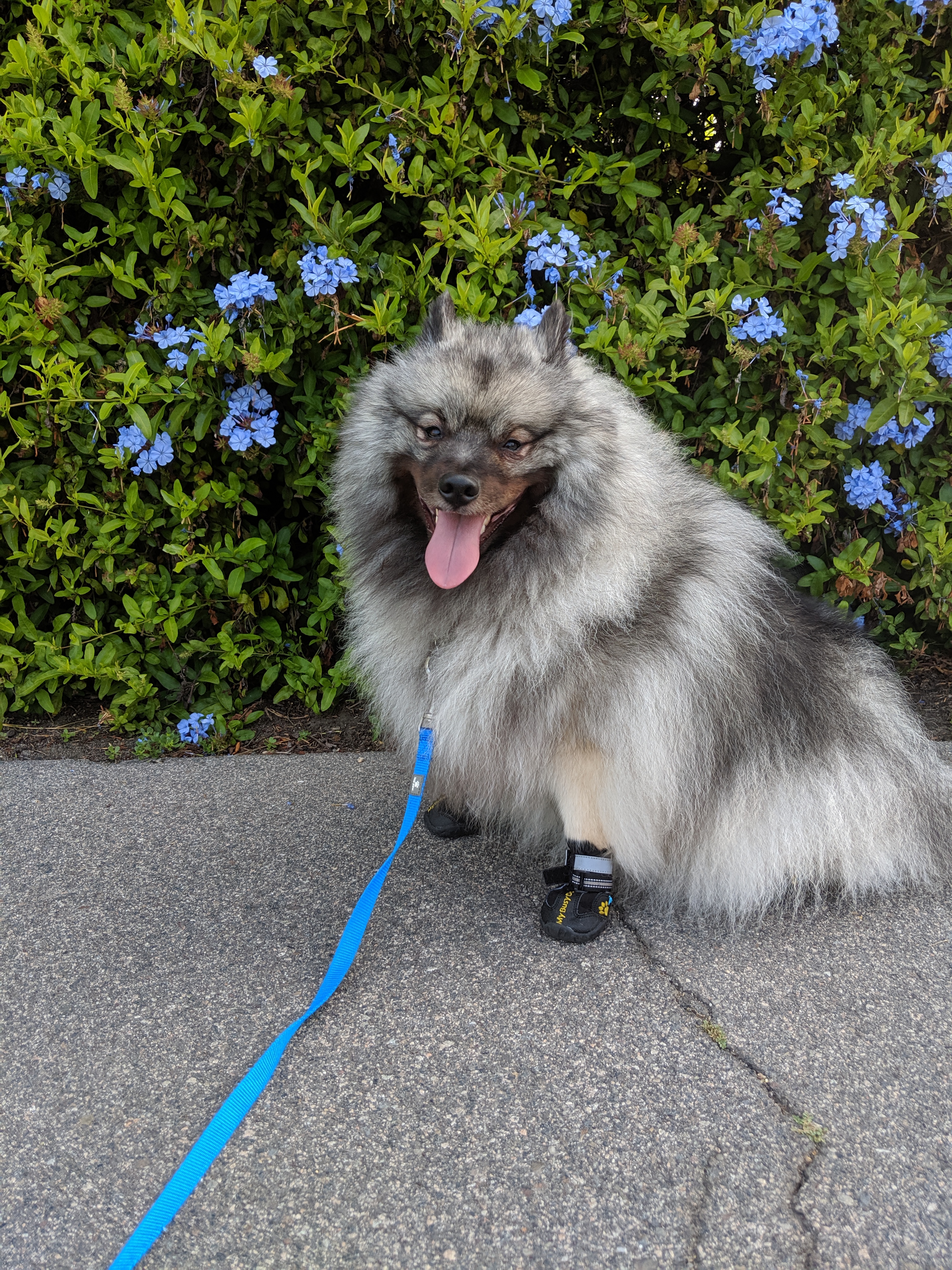 tesla and flowers